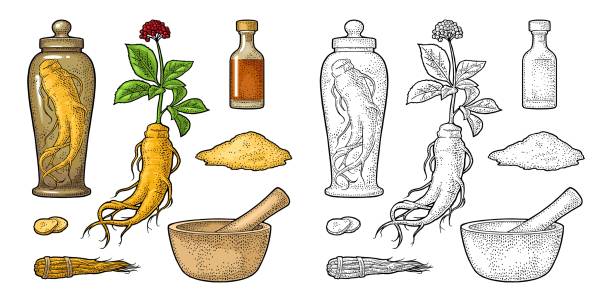 Set panax ginseng. Root, slice, bunch tied by rope, leaves, mortar, pestle, glass bottle of tincture. Vector engraving vintage color illustration for traditional medicine. Isolated on white background