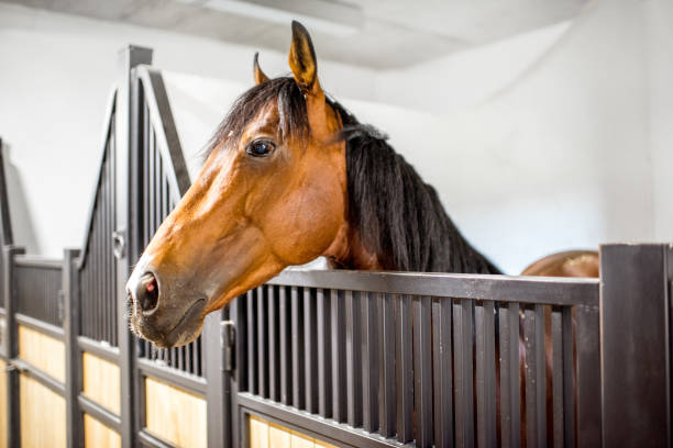 istock Horse in the stable 962470630