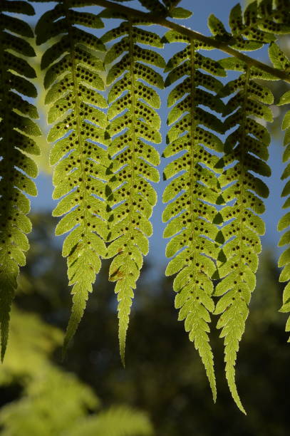istock Fern leaf. Fern leaves foliage 962472466