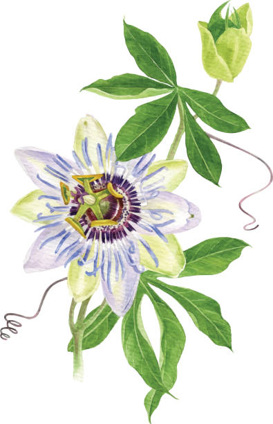 Ilustración de Rama De Flor De Pasión Acuarela y más Vectores Libres de Derechos de Flor de la pasión - Flor de la pasión, Fruta de la pasión, Ilustración - iStock Ilustración de Rama De Flor De Pasión Acuarela y más Vectores Libres de Derechos de Flor de la pasión - Flor de la pasión, Fruta de la pasión, Ilustración - iStock