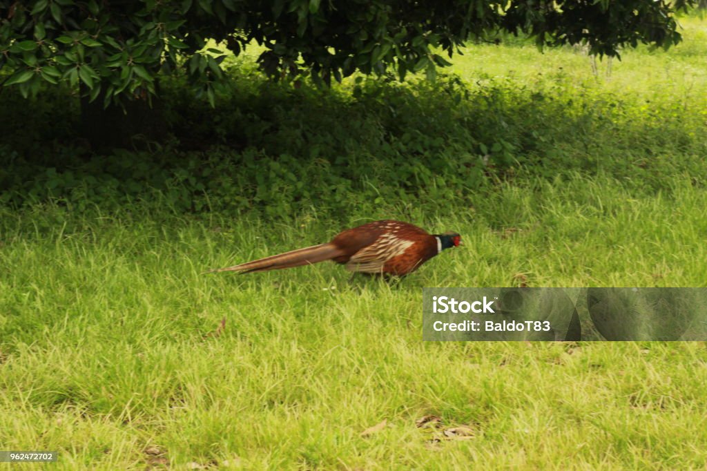 Male Pheasant Male pheasant on Isola Maggiore Horizontal Stock Photo