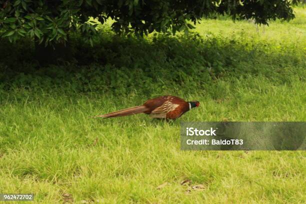 Male Pheasant Stock Photo - Download Image Now - Horizontal, Italy, Lake Trasimeno