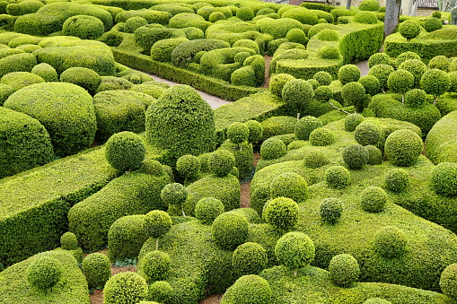 shaped bxtree garden in Dordogne valley with many green spheres, sunlight, panoramic view