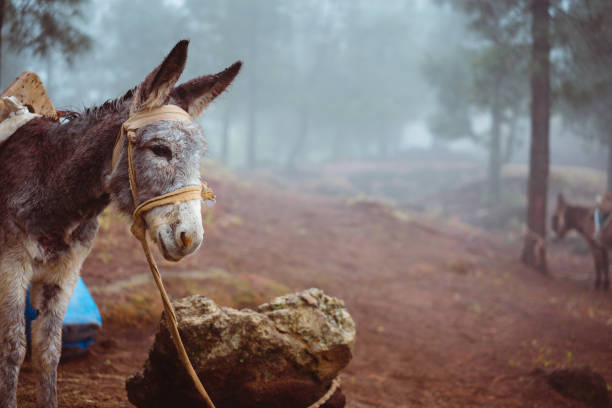 Old villager on a donkey in narrow streets of Gökçeada, Çanakkale, Turkey