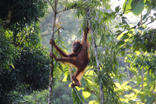 Jungle Swing in Bali