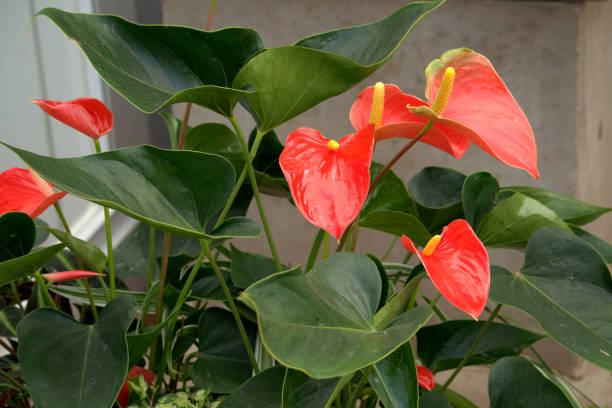 istock Red spathiphyllum flowers 962482502