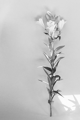 Flor de corte. photo