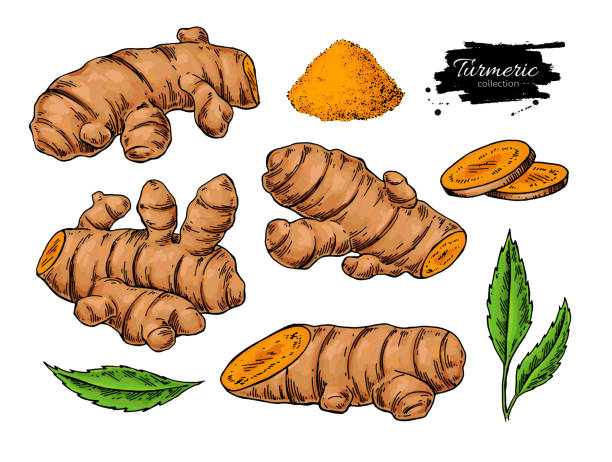 Turmeric root vector hand drawn illustration.  Curcuma, powder, Turmeric root vector hand drawn illustration.  Curcuma, powder, leaf and sliced pieces drawing. Natural flavor. Herbal spice sketch. Detox food ingredient. ginger ground spice root stock illustrations