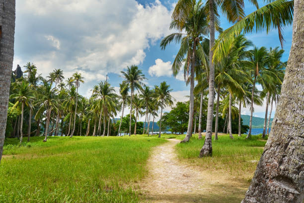 istock Pathway on a beautiful palm beach in Palawan, Philippines 962487250