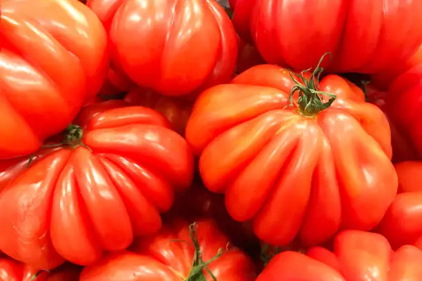 Beautiful red tomatoes sort Albenga Ingrid or "Bullish Heart". Background.