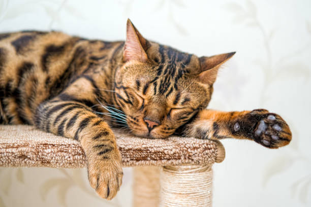 istock Home Bengal black and red big cat sleeping, 962489636