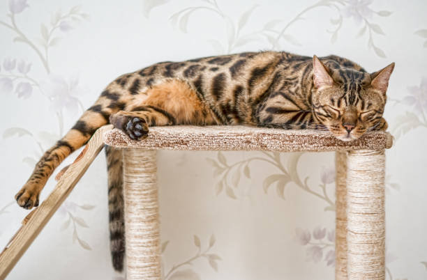 istock Home Bengal black and red big cat sleeping, 962489856