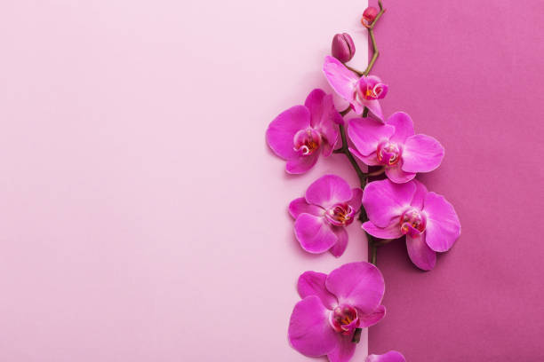 istock the beautiful orchid flowers 962491178
