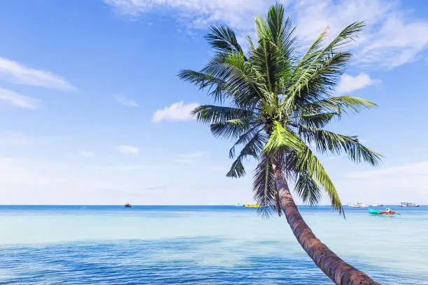 Beautiful beach with palm tree over the sea.