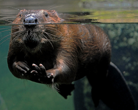 A full frame view of a beaver through an aquarium tank, part submerged with just nose eyes and ears above water looking directly and left front leg out stretched ,paw up waving hello