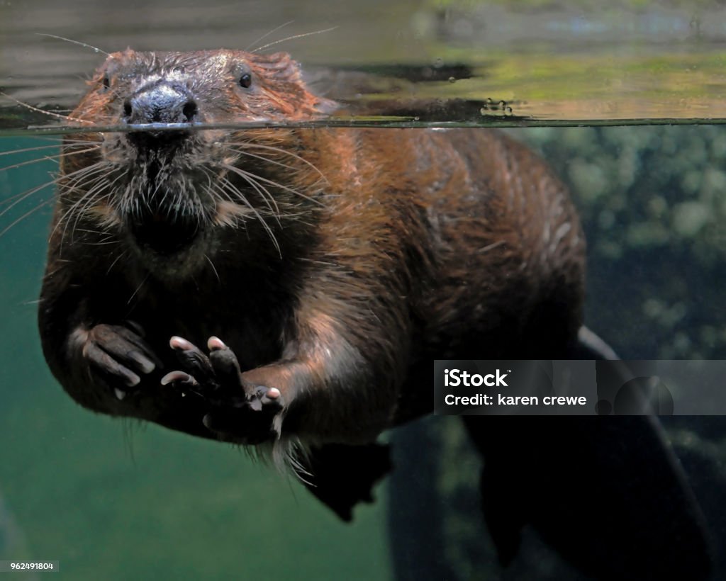 A Beaver Welcome A full frame view of a beaver through an aquarium tank, part submerged with just nose eyes and ears above water looking directly and left front leg out stretched ,paw up waving hello Beaver Stock Photo