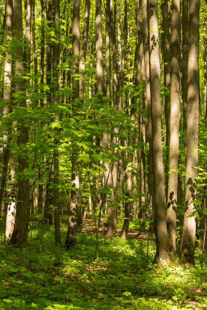 istock Early foliage in the wood 962492916