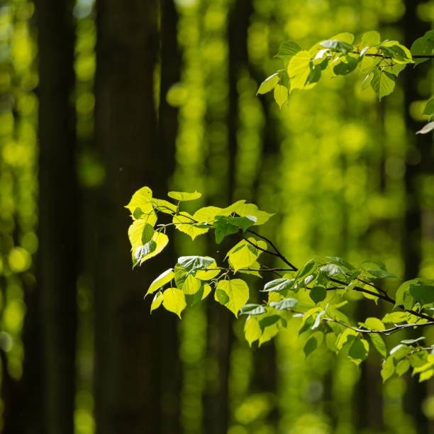 istock Early foliage in the wood 962492920