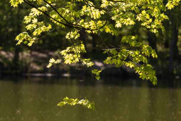 istock Branches and leaves of a maple hanging over a pond 962492950