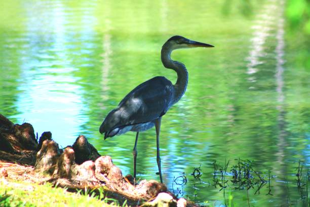 istock Grey heron at the edge of a lake 962493080