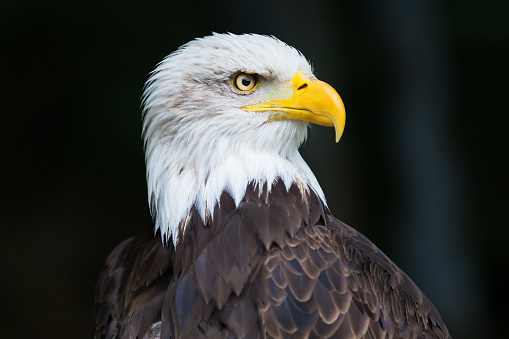 Isolated eagle head with contrasting shadows. Black background, against the white, brown, and yellow of its head. 