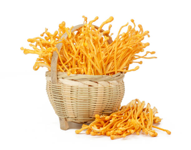 istock Cordyceps Sinensis Mushroom isolated white background 962500264