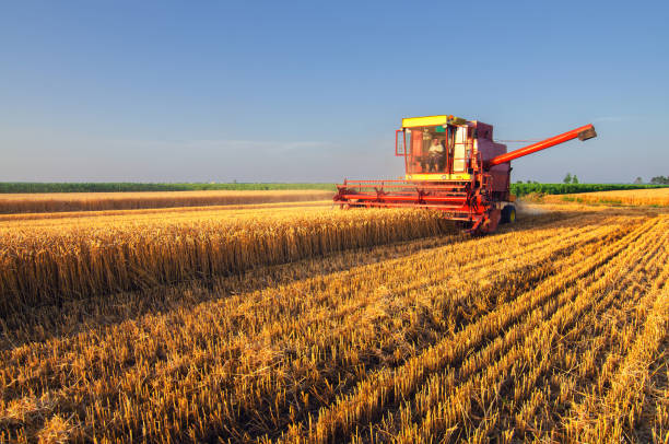 istock Harvester combine harvesting wheat 962502290