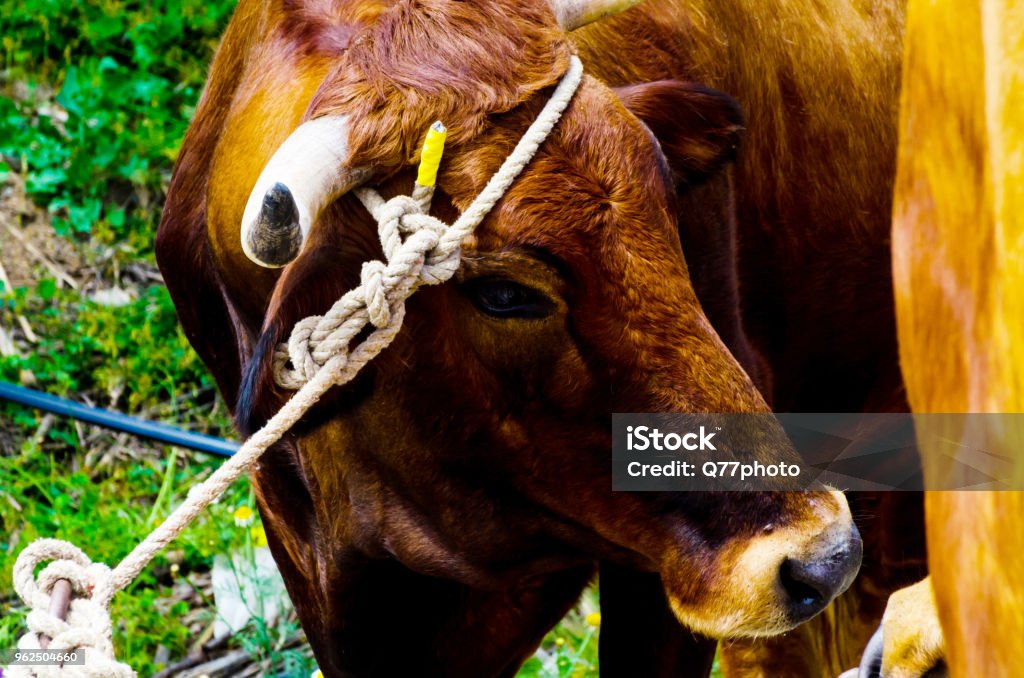 closeup of a large head of an ox tied a rope to the trough, farm animal, closeup of a large head of an ox tied a rope to the trough, farm animal, agriculture Agriculture Stock Photo