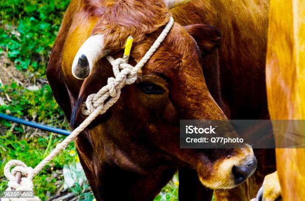 Closeup Of A Large Head Of An Ox Tied A Rope To The Trough Farm Animal Stock Photo - Download Image Now