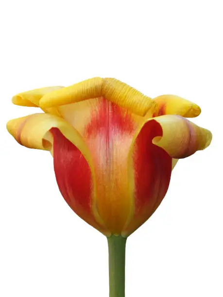 the flower of a red and yellow parrot tulip with petals characteristically curling back isolated on white
