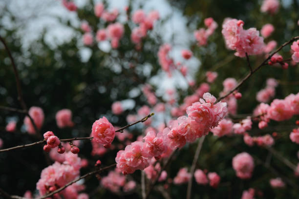 istock Pink blossoms of cherry 962507858