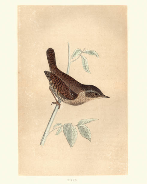 ilustraciones, imágenes clip art, dibujos animados e iconos de stock de historia natural, aves, eurasia wren (troglodytes troglodytes) - wren