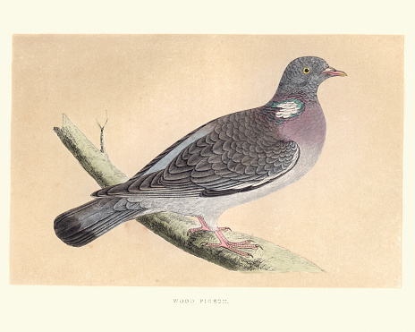 Vintage engraving of a common wood pigeon (Columba palumbus) is a large species in the dove and pigeon family. It belongs to the genus Columba and, like all pigeons and doves, belongs to the family Columbidae. from Francis Orpen Morris, A History of British Birds.