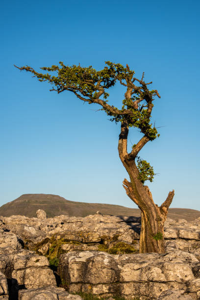 pavimentos de piedra caliza - twistleton scar fotografías e imágenes de stock