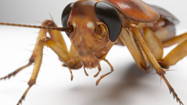 American cockroach Periplaneta americana