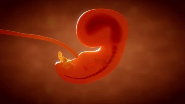 Human embryo fetus growth