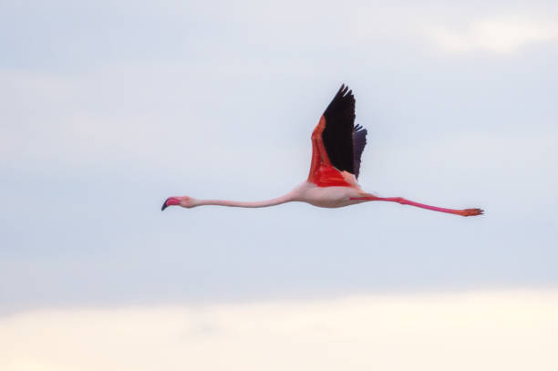 one Flamingo flying at sunset in Delta del Ebro. Spain