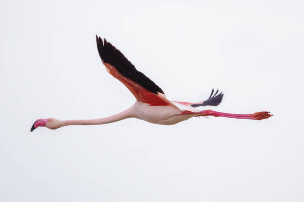 fenicottero (phoenicopterus roseus) in volo nel delta del ebro. spagna - freshwater bird animals in the wild feather animal leg foto e immagini stock