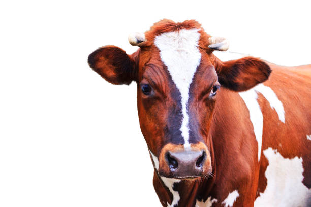 istock cow with beautiful eyes isolated on white background 962520612