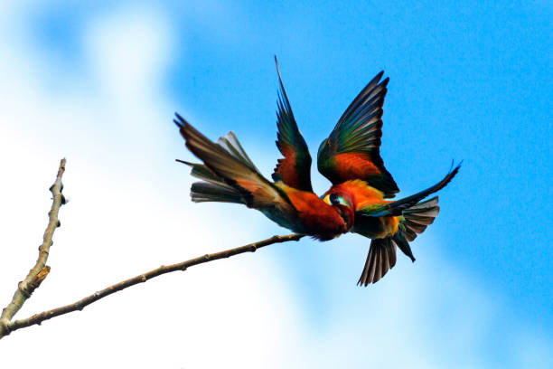 istock fight of colored birds on the branch 962520680