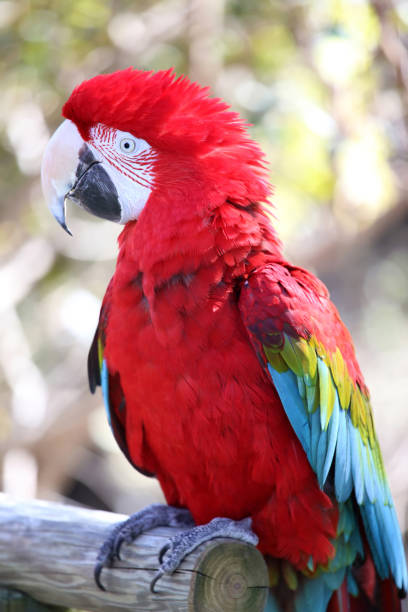 istock Green-winged Macaw, Ara chloropterus sitting on branch 962520826