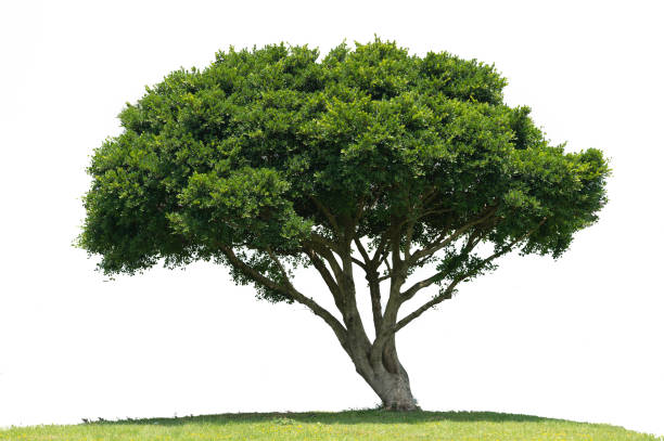 istock Beautifull green tree on a white background in high definition 962527476