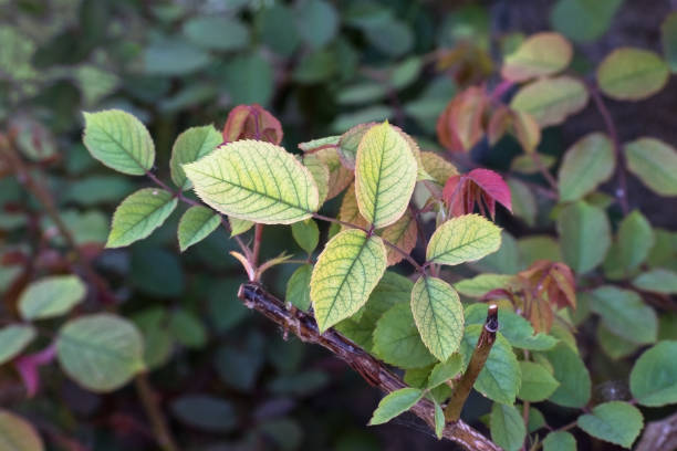 niedobór składników odżywczych w różach, takich jak brak żelaza rozpoznawalne przez liście chlorotyczne, skopiować przestrzeń - recognizable zdjęcia i obrazy z banku zdjęć