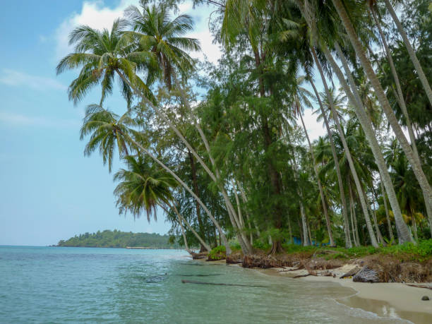 istock Palm trees on beautiful tropical beach on Koh Kood island 962528272