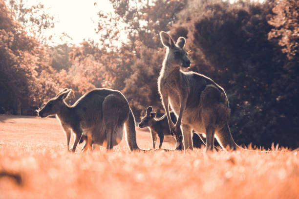 istock Kangaroos in a Natural Park 962534122