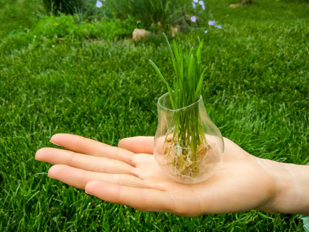 Eco friendly green bulb in hands Light bulb with green grass sprouts in woman hand over natural background tree with light bulb roots stock pictures, royalty-free photos & images