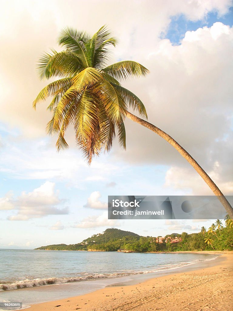 Кокосовое дерево в раю - Стоковые фото Вертикальный роялти-фри