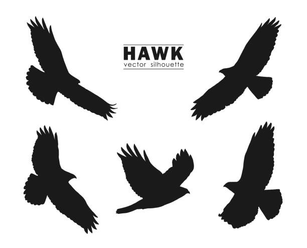 illustrations, cliparts, dessins animés et icônes de vector illustration : ensemble des silhouettes de flying hawk isolé sur fond blanc. aigles noirs. - buse