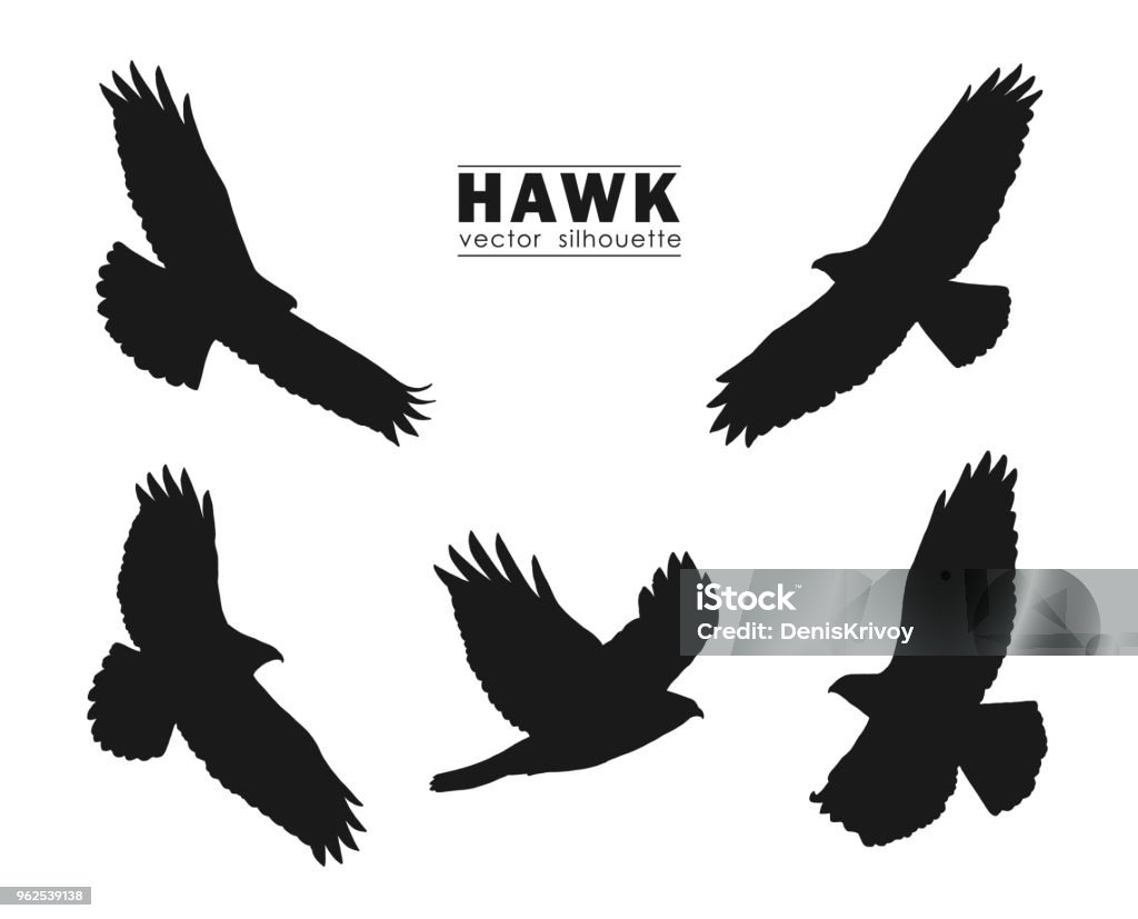 Vector illustration: Set of Silhouettes of flying Hawk isolated on white background. Black eagles. Vector illustration: Set of Silhouettes of flying Hawk isolated on white background. Black eagles Hawk - Bird stock vector