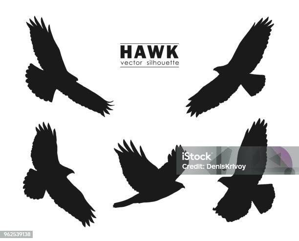 Vector Illustration Set Of Silhouettes Of Flying Hawk Isolated On White Background Black Eagles Stock Illustration - Download Image Now